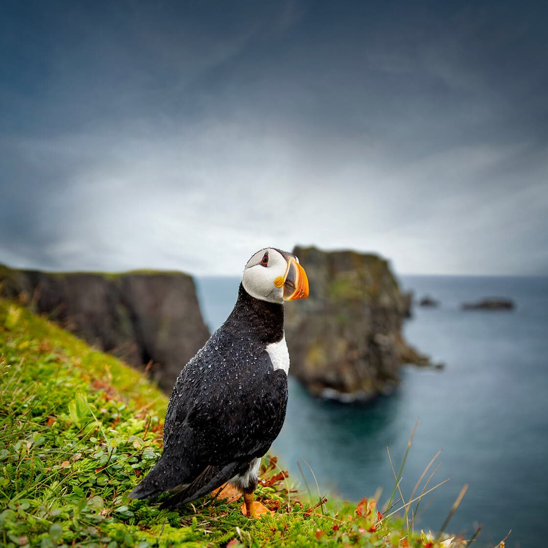 The sweet puffins of Bonavista, Newfoundland