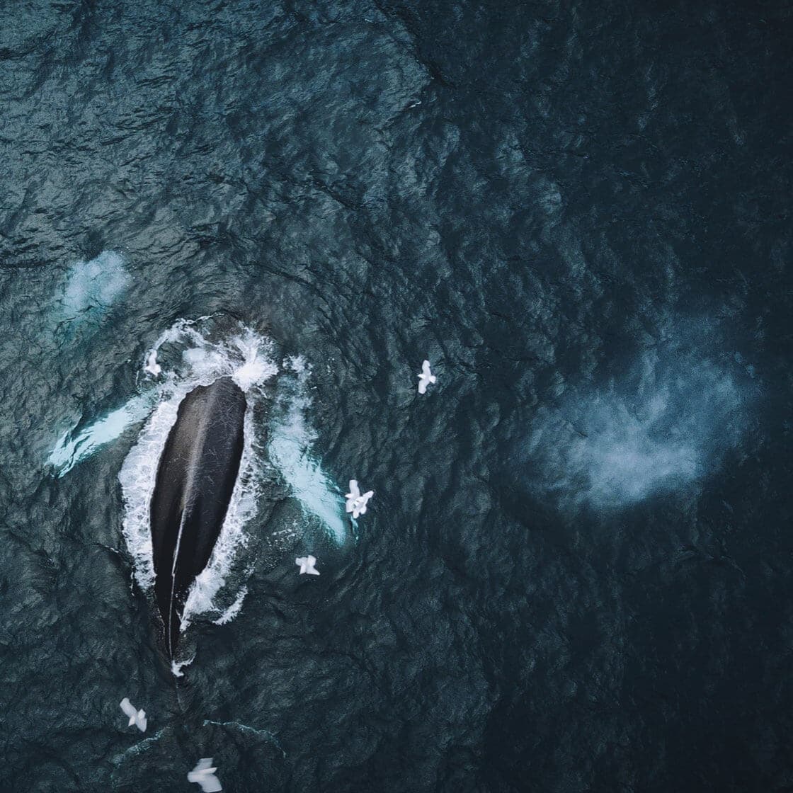 Cracked Whales and Newfoundland Tales