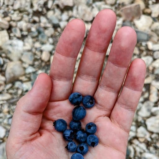 Blueberries By's